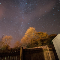 Stars over the tree